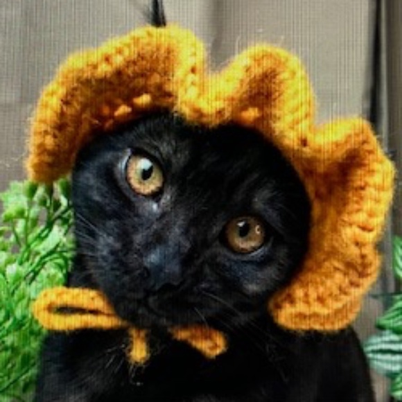 Purrrr⭐️I Found My Hat On Poshmark main image 5